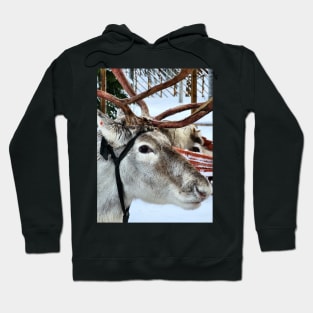 Lapland Hoodie